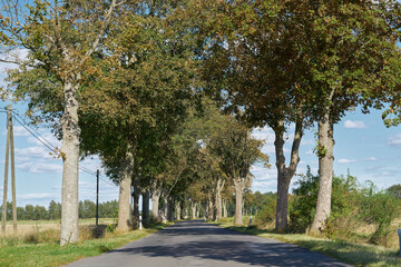 Obraz premium Allee mit Bergahorn in ländlicher Gegend bei Lünow im Land Brandenburg in Deutschland