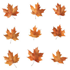 Fototapeta premium Collection of Nine Autumn Maple Leaves