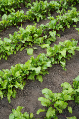 Young fresh beet leaves. Concept of agricultural and rural production. Natural vitamin product. Rows of sprouted beets in the field.