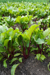 Fresh red beets growing in the vegetable garden. Cultivation of fresh herbs. Green plants in the garden, ecological agriculture for the production of healthy food concept
