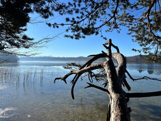 Winter landscape moorlands Osterseen,Iffeldorf,Munich,Bavaria,Germany:Idyllic atmosphere at lake Grosser Ostersee-reed,pines,curved branch-view to the alpine mountains and the Zugspitze on a sunny day