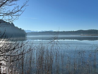 Winter landscape moorlands Osterseen, Iffeldorf, Munich, Bavaria, Germany: Idyllic and mystic atmosphere at the Big Ostersee with reed and view to the alpine mountains and the Zugspitze on a sunny day