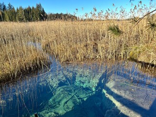 Winter landscape moorlands Osterseen, Iffeldorf, Munich, Bavaria, Germany: The Blue turquoise Pool-Nature formed a funnel with crystal clear clear spring water supplying the sea with high oxygen water