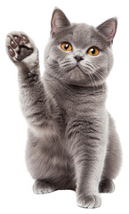 Obraz premium PNG A sitting grey british shorthair cat looks at camera and stretch kitten pet paw.