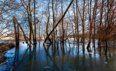 A beaver (Castoridae) built a dam and dammed up a small creek near Tübingen (Germany). Gnawed trees stand in the water of the small pond, the surface of which is frozen in winter. Sunrise atmosphere.