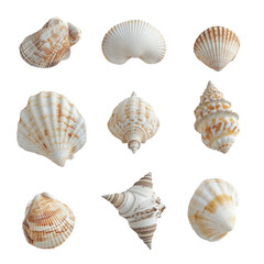 Obraz premium A Collection of Exquisite Seashells: Diverse Shapes and Hues