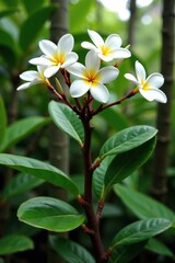 Fototapeta premium A white plumeria tree in a lush garden with other tropical plants, blossoms, leafy