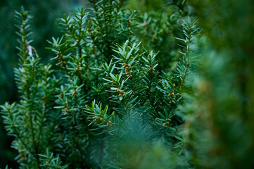 Green branches of a green coniferous tree close-up. Natural green Christmas tree background.