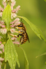 Closeup on a male European wool carder bee, Anthidium manicatum on pink Leonurus cardiaca flowers