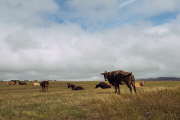 Cows grazing green fields in the countryside