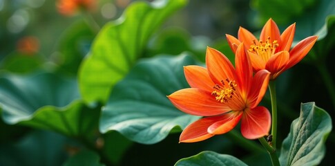 Orange and purple flowers in profusion on a large green leaf, floral, bloom, orange