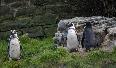 captive animals in a zoo