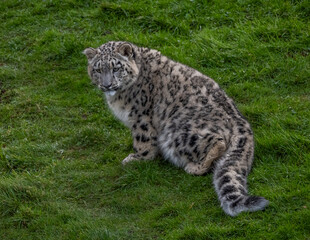 Snow Leoard cub captive animals in a zoo