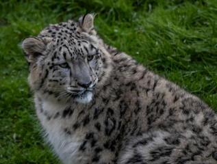 Naklejka premium Snow Leoard cub captive animals in a zoo