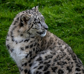 Snow Leoard cub captive animals in a zoo
