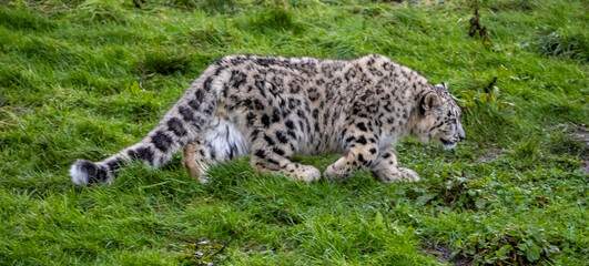 Snow Leoard cub captive animals in a zoo