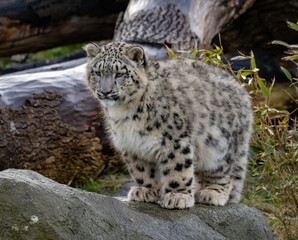 Fototapeta premium Snow Leoard cub captive animals in a zoo