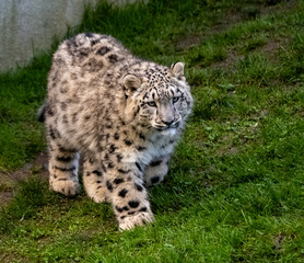 Snow Leoard cub captive animals in a zoo