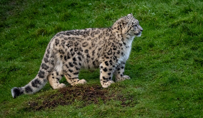 Snow Leoard cub captive animals in a zoo