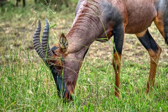 The topi, korrigum, or tiang (Damaliscus korrigum) is a species of artiodactyl mammal belonging to the Bovidae family.
