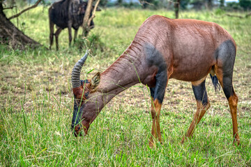 The topi, korrigum, or tiang (Damaliscus korrigum) is a species of artiodactyl mammal belonging to the Bovidae family.