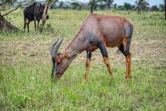 The topi, korrigum, or tiang (Damaliscus korrigum) is a species of artiodactyl mammal belonging to the Bovidae family.