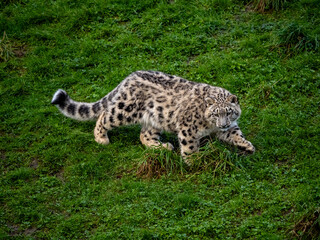 Snow Leoard cub captive animals in a zoo