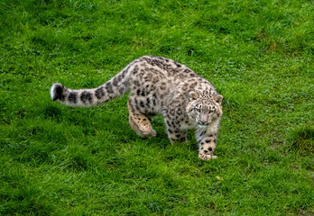 Snow Leoard cub captive animals in a zoo
