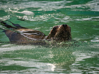 Fototapeta premium captive animals in a zoo