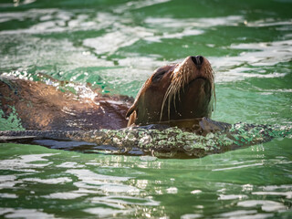 Fototapeta premium captive animals in a zoo
