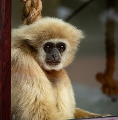 captive animals in a zoo