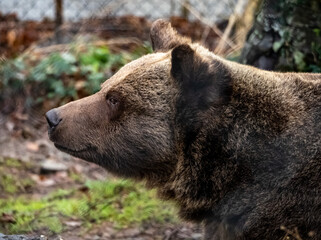 captive animals in a zoo