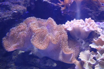 Stichodactyla gigantea macro photography. Algae in the aquarium