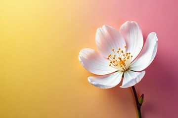 Fototapeta premium Delicate white blooms on yellow and pink petals, white, nature, blossom