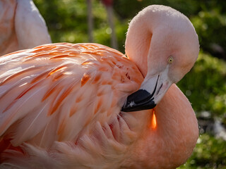 Fototapeta premium Pink Flamingo bird - captive animals in a zoo