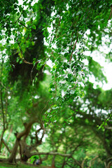 Fototapeta premium green leaves in the forest