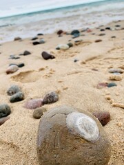 Fossil on the beach