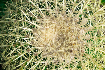 Closeup of golden barrel, globe shaped cactus with sharp spines