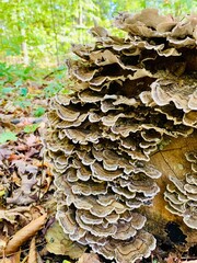 Forest Fungi