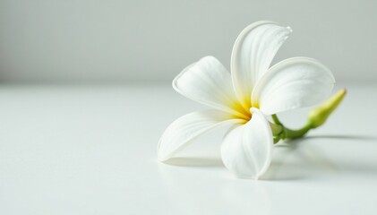 Single white plumeria flower on clean white surface, delicate, blossom