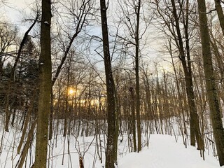 Sun setting in winter trees