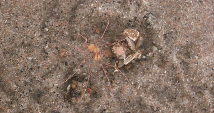 Sea spider Nymphon sp. close up, order Pantopoda. With eggs. White sea