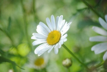 Fototapeta premium White daisy
