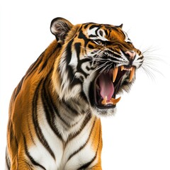 Fototapeta premium A roaring tiger showcasing its fierce expression and striking fur patterns.