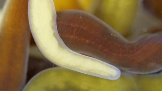 Different Nemertea worms under microscope. Amphiporus lactifloreus, Lineus ruber, Lineus viridis. Predators, tapeworms that secrete large amounts of mucus. White Sea