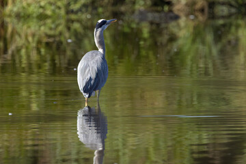 Naklejka premium gray heron in the pond, Grey heron wading at a sunny day, Grey heron from the back, bird in shallow water, creeping grey heron, nice reflection in the lake