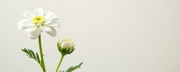 Isolated white flower of achillea millefolium on light background, spring, bloom, flower