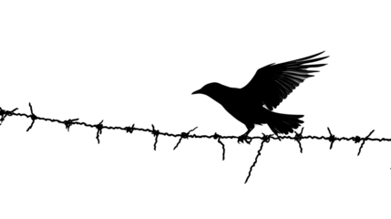 black silhouette of crow sitting on barbed wire isolated png transparent background