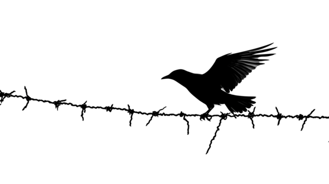 black silhouette of crow sitting on barbed wire isolated png transparent background