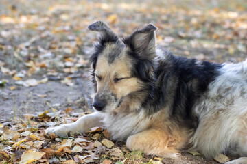 A black and white dog is lying on the ground, eyes closed
